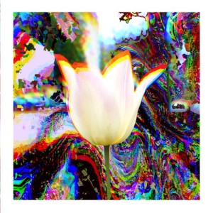 White Tulip (Demo Version)